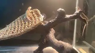 Don&rsquo;t get a bearded dragon @justinianovisual