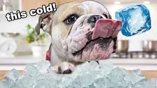 Cute BULLDOG Plays with GIANT ICE CUBE Filled with Dog Toys! LOLA the BULLDOG!