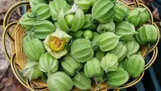 Growing Physalis in the UK: Chinese Lanterns & Inca Gold Berry
