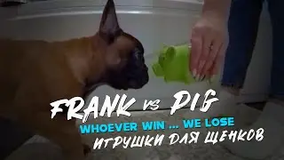 Игрушки для собак! ... Одна из топовых игрушек! GoPro Fusion 360 | Frank - French Bulldog