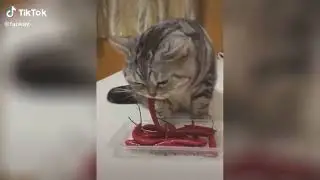 Да они такие -- котики.