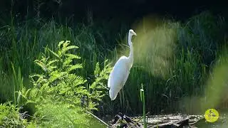 Great White Egret