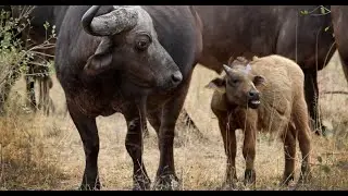 Evaluation of Pharmacokinetic Parameters of Cefquinome in Marathwadi Buffalo Calves, India