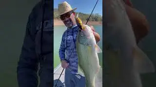 Black Bass fishing with Strike Pro crankbaits in Spain
