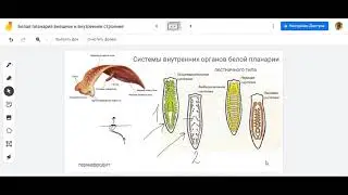 Белая планария системы органов