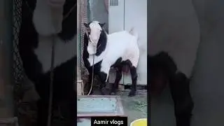 teddy goat breeder heavy weight breed #teddybakra #aamirvlogs #2023 #shortsvideo #viral #heavyweight