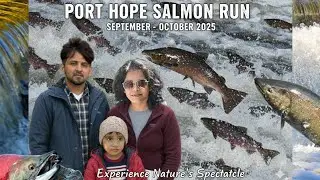 4K Salmon Migration 🇨🇦 Kanaraska River | Port Hope Ontario Canada @Canadatamilbro05