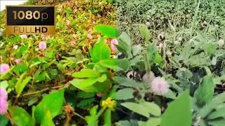 Flowers | COLOR GRADING PART 146