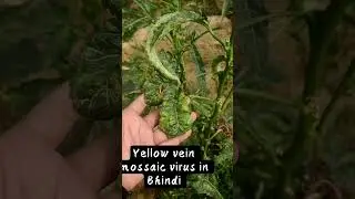 Yellow vein mossaic virus in Bhindi #viral #farming #bhindi #barabanki #nature #viral disease