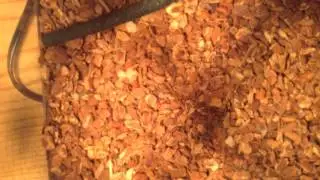 Corn snake care/needs/housing