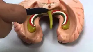 hippocampus and fornix