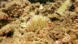 My first dive in Rosia Bay, Gibraltar