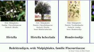 Bedektzadigen, orde Malpighiales, familie Flacourtiaceae coca alpina angiosperms umbellata Xylosma