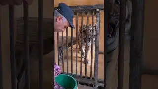 Feeding Tiger in Tiger care center Nepal 🇳🇵 #Tiger #shorts