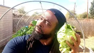 Grow your own Food PARADISE! togetherwegrowaz.net #diyprojects #epicgardening #gardenanswer