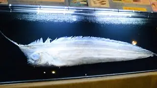 謎の珍魚アカナマダ、富山湾で次々　胃から判明した特徴