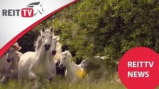 Reiten lernen, Bahnfiguren, Reiterreise in Portugal  und das Camargue-Pferd | Die REITTV-News