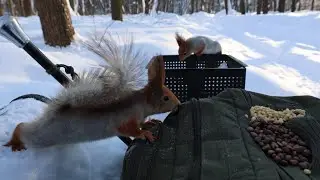Холодно. Покормил белок. Зарисовка / Cold. I fed the squirrels. The sketch