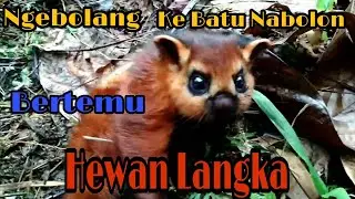 Tupai Terbang || Hewan Langka
