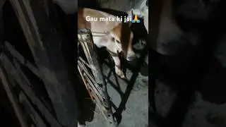 Pure bond🙏#trending #shorts#cow#love#viral