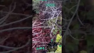 Thermal Drone Footage of Coyote Jumping Bedded Deer 🚁📸🌲🐺🦌 #drone #dronedeerrecovery #dji