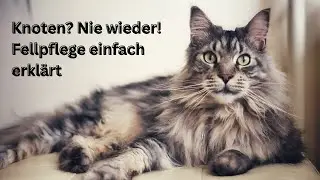 Fellpflege Langhaarkatzen und Maine Coon