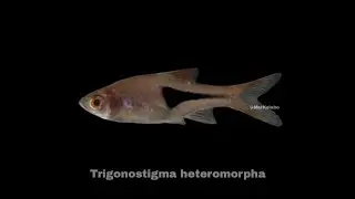 Trigonostigma heteromorpha @ Harlequin Rasbora (Malaysia)