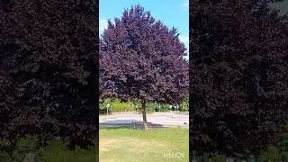 Prunus Domestica Tree(Cerasifera Tree) #&delta;&alpha;&mu;&alpha;&sigma;&kappa;&eta;&nu;&iota;ά #prunus #plant #tree #purpleleaf #plumtree #short