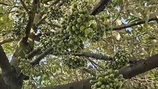 Vườn Sầu Riêng Gần Xả Nhụy Nhà Vườn Phải Nắm Được Những Vấn Đề Sau Để Giúp Sau Khi Xả Nhụy Đậu Nhiều