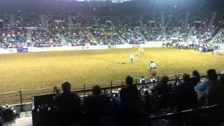 Cattle Wrestle