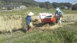 信州佐久ノラファーム；手刈り天日乾燥コシヒカリの脱穀