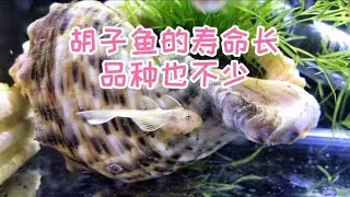 胡子鱼种类很多，虽然长得慢，但寿命远高于完美搭档孔雀鱼