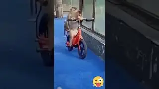 #funny monkey😂 riding bicycle #funny videos
