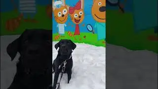 Три кота #dog #shorts #лабрадор #приколы #2024