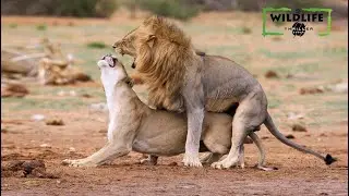 Wildlife Animals Mating