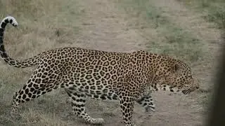 Leopard Olapa is walking right up to us