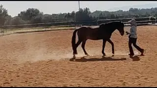 Jupiter offers canter!