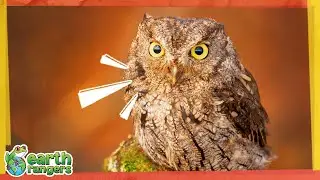 Western Screech Owl Hoot! 🦉| Earth Rangers
