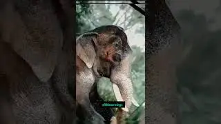 #elephant #lover #kerala