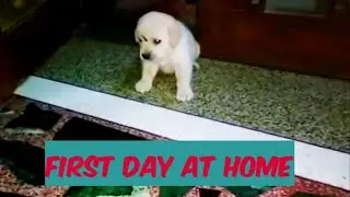 Labrador Puppy - First Day at Home | Simba | @Simbathelabrador