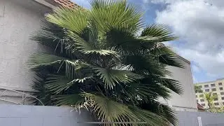 Washingtonia robusta will plant them self anywhere like weeds ￼