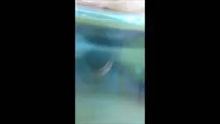 Daphnia Pulex Neonate from Hatching Ephippia Experiment 01