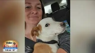 Animal rescuer saves hundreds of animals lives in Yakima