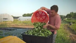 Love Will Grow Lettuce - Farm On Central