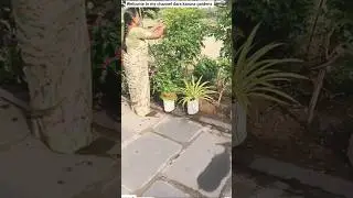 currileves 🪴 trimming for better growth #home garden #trendingshorts #subscribe #lifeisbutadream 👍