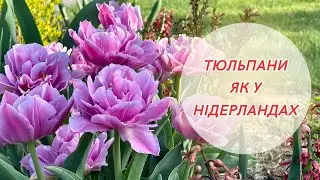 Тюльпани вдома, як у Голландії! Купила перший рододендрон! Розквітли карликові іриси!