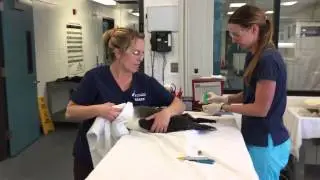 Albe the Alatross examination at International Bird Rescue San Pedro CA.