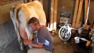 How to Milk Cows 1