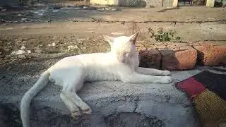 Cat video 📸 || Cute Cat 😺🐈|| #cat #trending #cuteanimal #cutecat #cute #cutepet #trending #viral