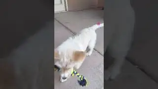 Born a Dog, Identifies as a Baby 😂 | Funny Puppy Short